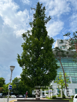 우리 대학 정문과 담양 메카세콰이어 길의 어미나무인 치과병원 앞 메타세콰이어 나무