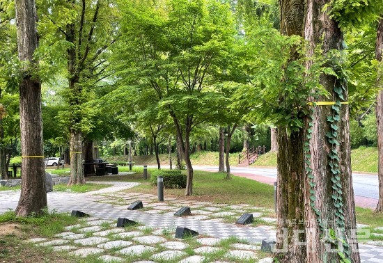심어진 지 50년 가량으로 추정되는 사회대 앞 윤상원 숲의 메타세콰이어 나무 세 그루가 베어진다. 벨 나무가 노랑색 끈으로 표시되어 있다.