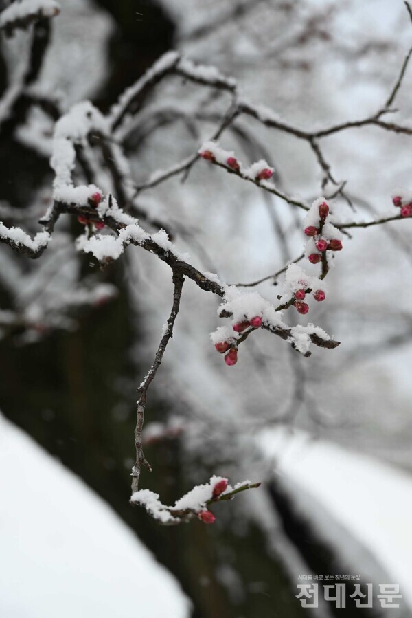 지난 18일 우리 대학 민주마루 앞 홍매화가 눈을 맞고 있는 모습. 때 아닌 폭설로 인해 홍매화 대신 눈꽃이 폈다. 지난 21일 농업실습교육원 조경관리팀 홍매화 담당자는 “보통 양력 3월 20일 경 홍매화가 피는데, 꽃이 피려할 때 추위가 찾아와 더 늦어지는 것 같다”며 “다른 품종 보다 홍매가 늦게 피는 편이다”고 말했다. 이어 “날씨나 일조량에 따라 개화 시기가 달라지지만 차이가 많이 나도 일주일”이라며 “이제 곧 꽃이 필 것”이라고 말했다.