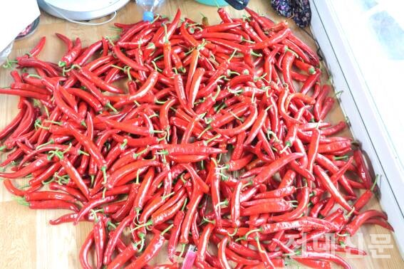 김정순 할머니가 직접 딴 붉은 고추.