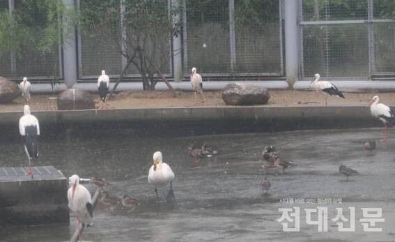 소나기가 쏟아지던 지난 16일 오전 물새장의 모습.