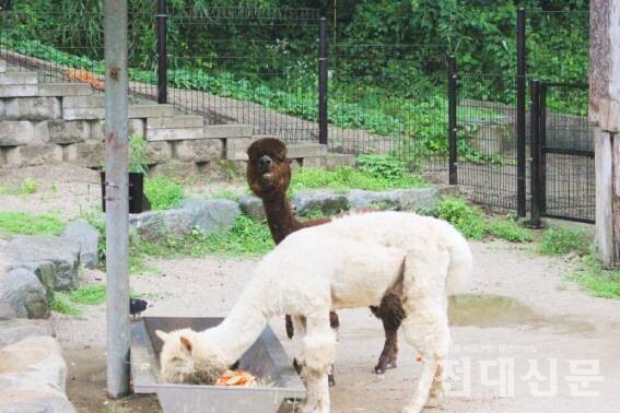 사육사가 제공한 얼린 과일을 먹으며 더위를 식히는 알파카.