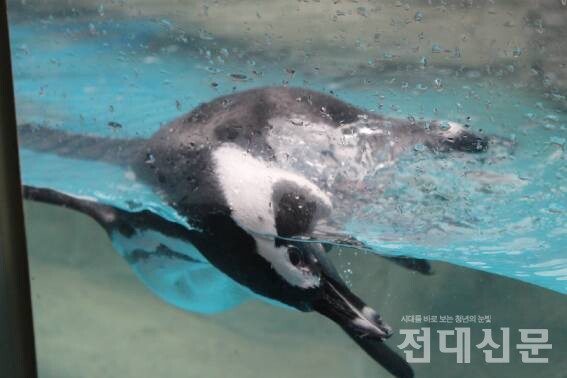 수족관에서 헤엄치는 자카스펭귄.
