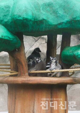 햇볕을 피해 구조물에 몸을 숨긴 알락꼬리여우원숭이들.