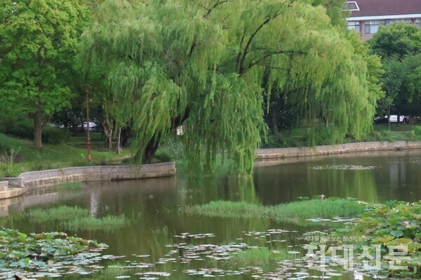 우리 대학 용지에 드리운 버드나무.