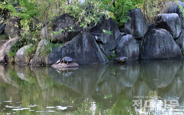 우리 대학에는 시험기간에 용지에 사는 거북이를 마주치면 좋은 성적을 받는다는 전설이 있다. 거북이를 마주친 모든 이에게, 그리고 거북이처럼 느리더라도 꾸준히 나아가는 이들에게 A+ 거북이의 행운이 따를 것이다. 사진은 지난 9일 용지에서 발견한 거북이 세 마리.