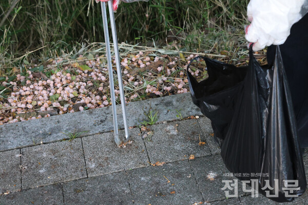 바닥에 떨어진 은행을 집게로 줍고 있다.